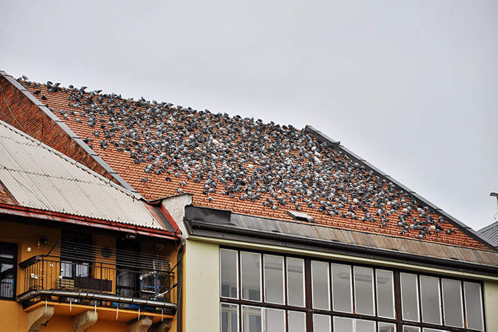 A2B Pest Control are able to install spikes to deter birds from roofs in Thornaby On Tees. 