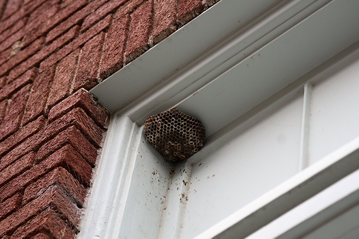 We provide a wasp nest removal service for domestic and commercial properties in Thornaby On Tees.